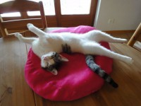 /album/fotogalerie-liebhabertiere/kastrat-genial-am-relaxe-webseite-jpg1/